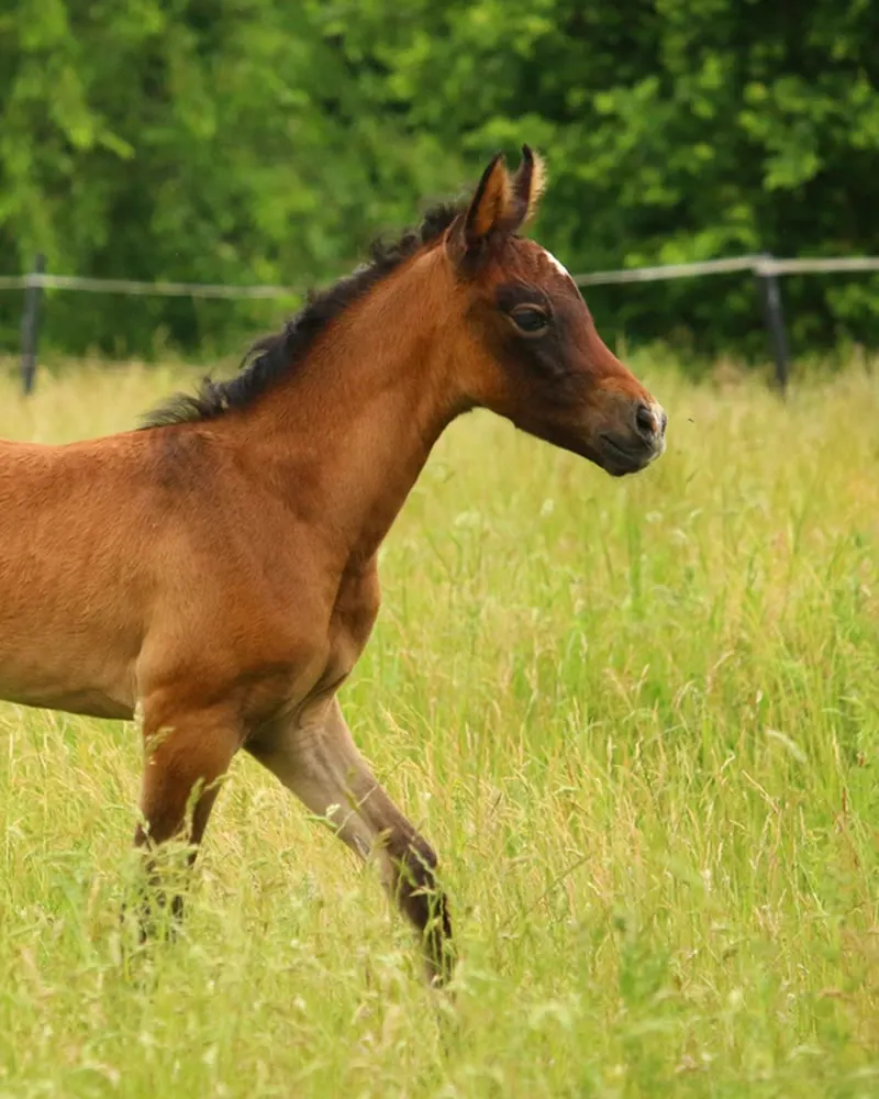 Bean, a bay foal in a field