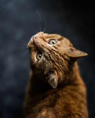Biscuit, an orange tabby cat