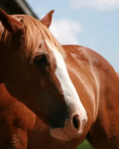 Clover, a chestnut horse