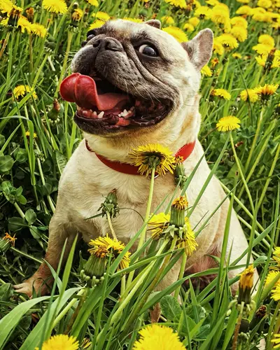 Dumpling, a pug
