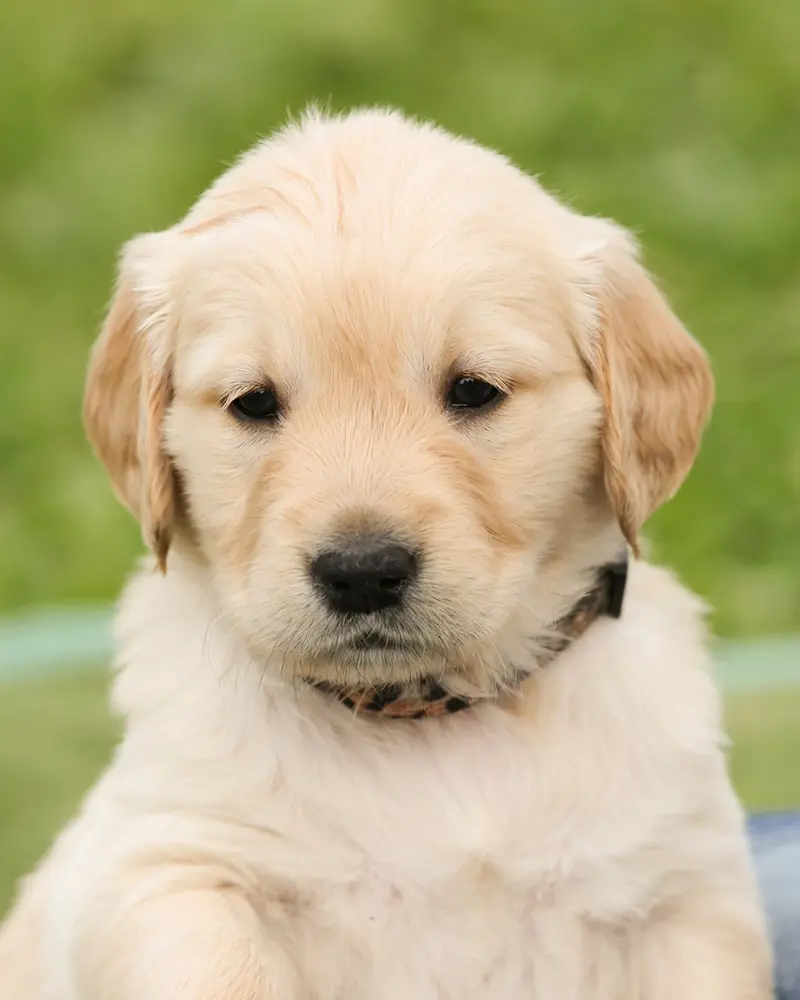 Honey, a golden retriever puppy