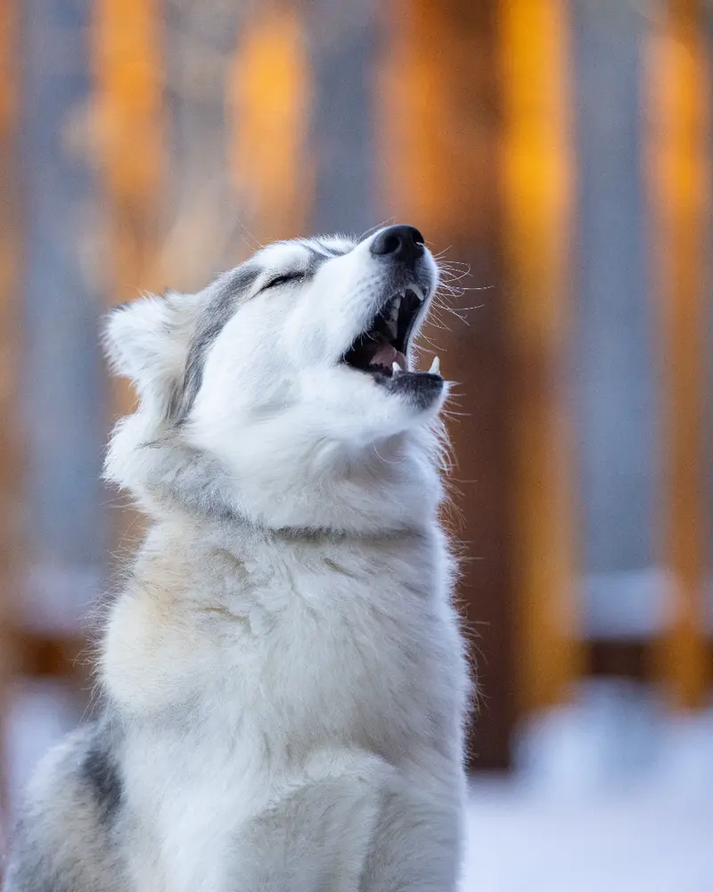 Koda, a young husky
