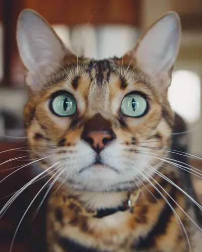 Luna, a Bengal cat