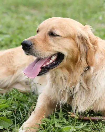 Maple, a golden retriever