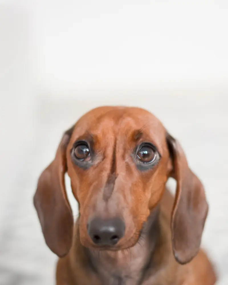 Noodle, a red Dachshund with long floppy ears, looking up at the camera