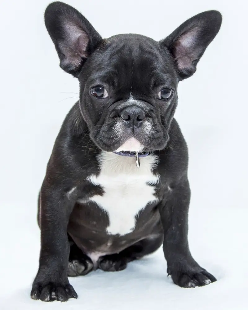 Otis, a black and white French bulldog puppy