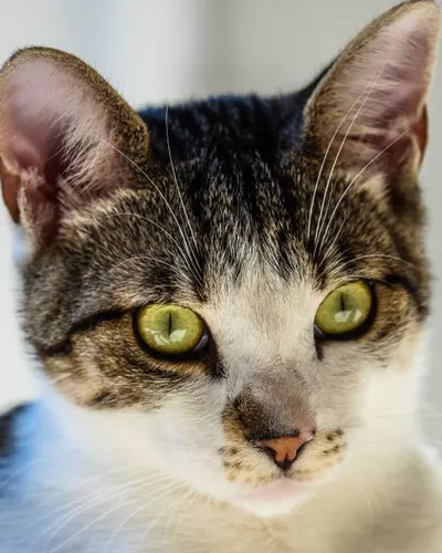 Pickles, a tabby kitten