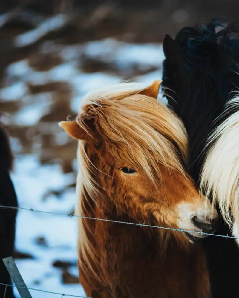 Pip, a fluffy pony with a long blond mane