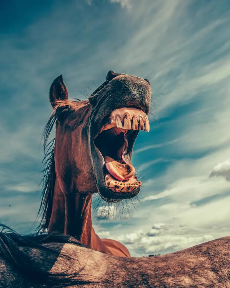 Rocket, a laughing mustang