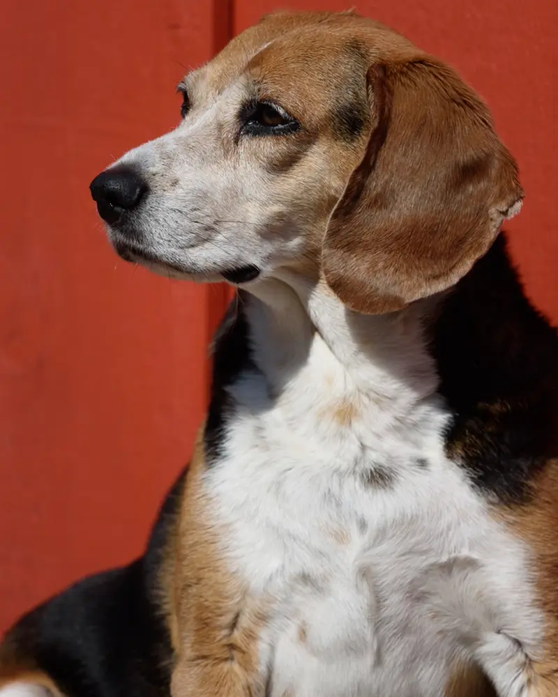 Rosie, a beagle