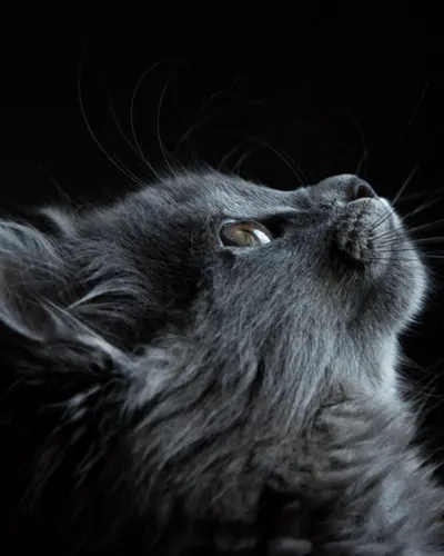 Smokey, a gray cat