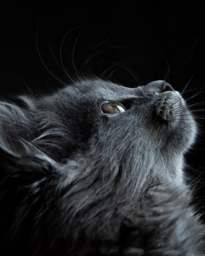 Smokey, a fluffy gray kitten looking up