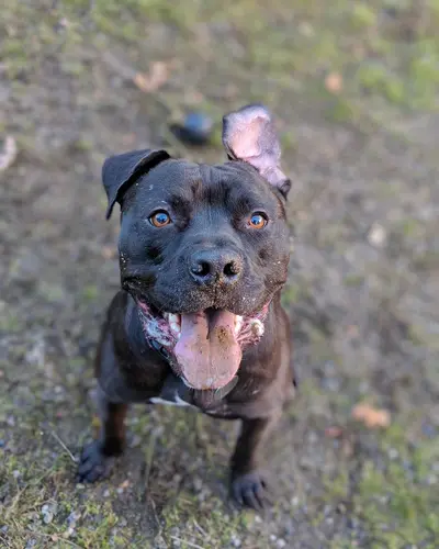 Tank, a pit bull mix