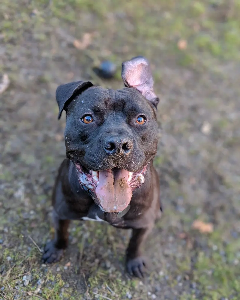 Tank, a pit bull mix