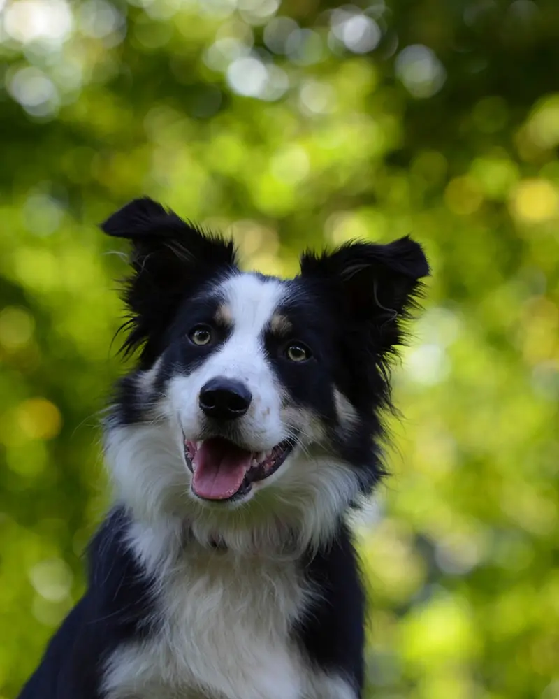 Ziggy, a border collie